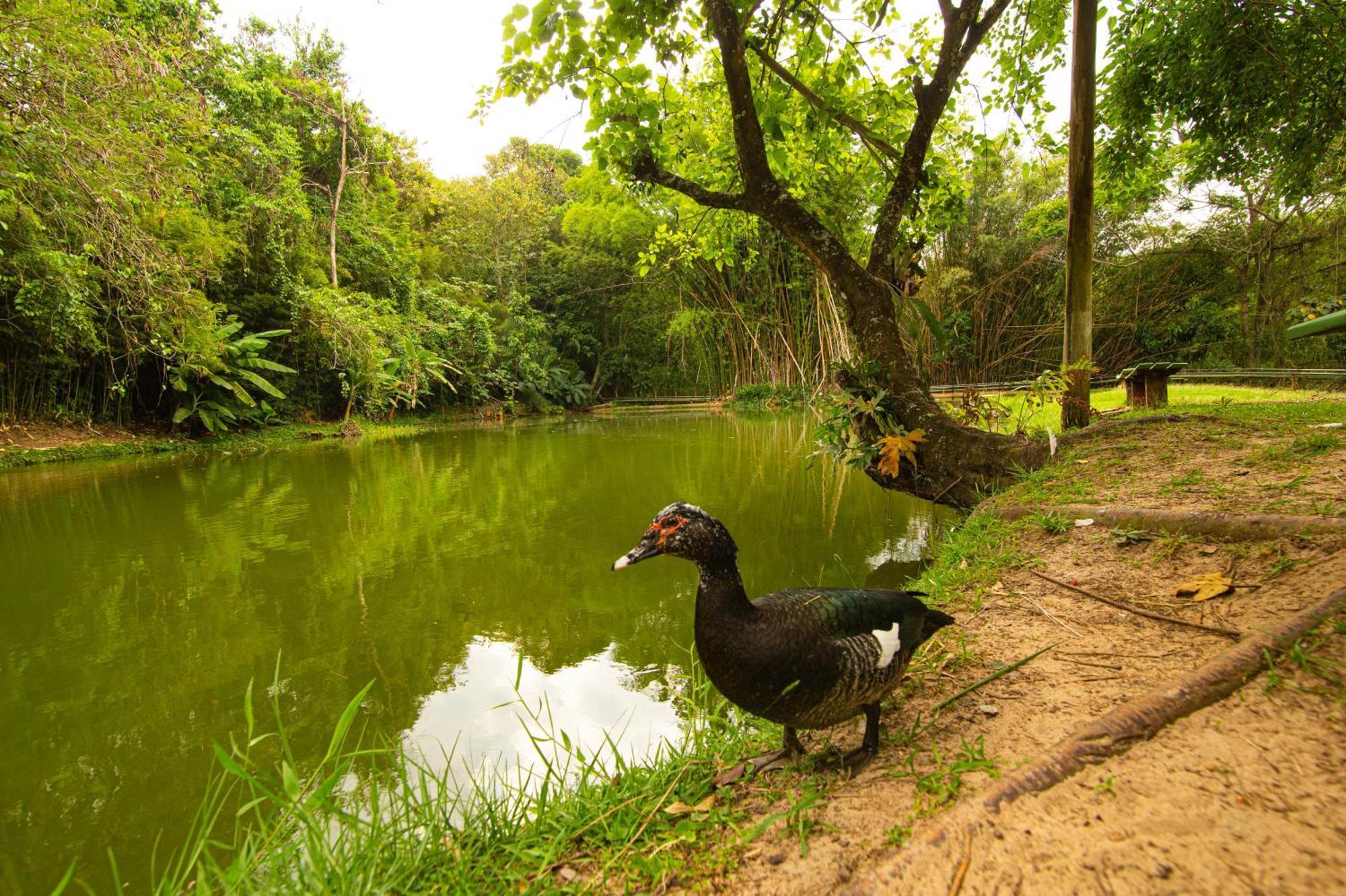 Hotel Fazenda Fonte Colina Verde Sao Pedro  Exteriör bild